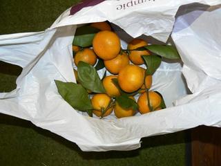 mikan.jpg