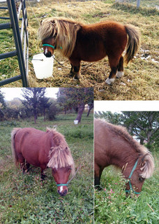 pony3.jpg