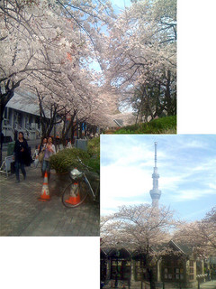 sakura2.jpg